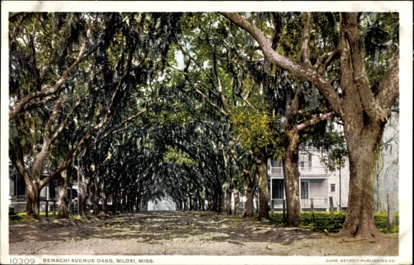 Postcard Biloxi Mississippi USA, Benachi Avenue Oaks